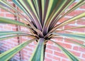 Cordyline australis or Cabbage Tree leaves closeup