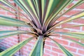 Cordyline australis or Cabbage Tree leaves closeup