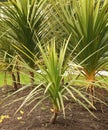 Cordyline indivisa in a flowerbed