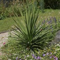 Cordyline indivisa in a flowerbed