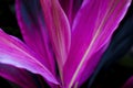 Cordyline fruticosa close up, nature detail.