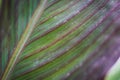 Cordyline fruticosa leaf texture. Leaves closeup background Royalty Free Stock Photo