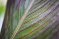 Cordyline fruticosa leaf texture. Leaves closeup background Royalty Free Stock Photo