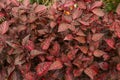 Cordyline fruticosa leaves, Cordyline terminalis or Ti plant. Red leaf  pink form growing in the jungle. Rich vegetation. Red and Royalty Free Stock Photo