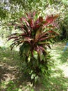 Cordyline Red Sister plant and croton varieties, Costa Rica Royalty Free Stock Photo