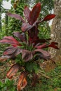 Cordyline fruticosa leaves, Cordyline terminalis or Ti plant. Red leaf  pink form growing in the jungle. Rich vegetation. Red and Royalty Free Stock Photo