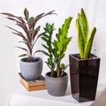 Cordyline fruticosa Rumba, Hawaiian Ti Plant, Zanzibar Gem, Zamioculcas, Sansevieria