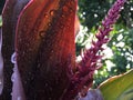 Cordyline Fruticosa, Ti Plant with Raindrops Blossoming during Fall Morning in Hanalei on Kauai Island, Hawaii.