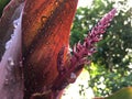Cordyline Fruticosa, Ti Plant with Raindrops Blossoming during Fall Morning in Hanalei on Kauai Island, Hawaii.