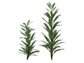 Cordyline_glauca Royalty Free Stock Photo