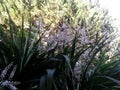 Cordyline indivisa, branch in bloom