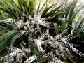 Cordyline indivisa, branch in bloom