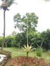 Cordyline indivisa is a monocot tree endemic to New Zealand