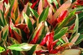 Cordyline plant Royalty Free Stock Photo