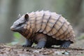 A Cordylus cataphractus (armadillo lizard), detailed and unique, natural setting Royalty Free Stock Photo