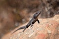 Cordylus niger, black girdled lizard, black zonure