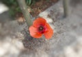 Core of colorful red Poppy Flower Athens Greece