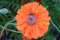 The core of flower is red poppy with many stamens