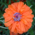 The core of flower is red poppy with many stamens