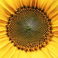 Core of of the flower, texture. Sunflower close-up. Seeds and oil. Flat lay, top view. Macro Royalty Free Stock Photo