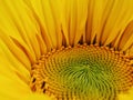Core of of the flower, texture. Sunflower close-up. Seeds and oil. Flat lay, top view. Macro Royalty Free Stock Photo