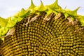 Core of of the flower, texture. Sunflower close-up. Seeds and oil. Flat lay, top view Royalty Free Stock Photo