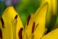 Core flower yellow lily closeup