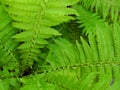 The core of the green fern bush in the garden. Royalty Free Stock Photo