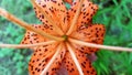 Photo of the core of an orange lily flower with black dots close-up for the background Royalty Free Stock Photo