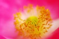 Core of a pink flower of poppy