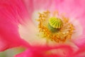Core of a pink flower of poppy