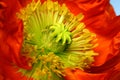 The core of poppy flower with stamens closeup