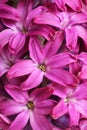 Core of purple hyacinth flower. Closeup. Macro