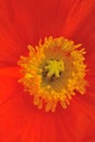 Red poppy flower close up shot