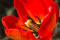 Core of the red-yellow tulip with  green pestle and black stamens Royalty Free Stock Photo
