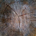 Core wood texture background old saw cut Royalty Free Stock Photo