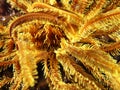 Core of yellow coral with yellow whip coral shrimp Royalty Free Stock Photo