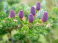 Corean fir - Abies koreana Select. Cones and branches. Royalty Free Stock Photo