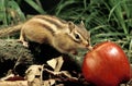 Corean Squirrel, eutamia sibericus, Adult with Apple Royalty Free Stock Photo