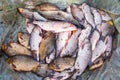 The Coregonus peled, Coregonus nasus white fish and crucians.