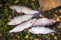 Coregonus peled and Coregonus nasus white fish on the grass.Yamal