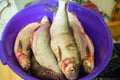 The Coregonus peled and Coregonus nasus white fish prepared for cooking.