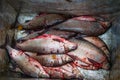 Coregonus peled white fish salting on the wild nature. Yamal.