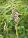 Coreid leaf footed bug climbing on the creeping weed plant. Royalty Free Stock Photo