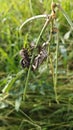 Coreid leaf footed bug climbing on the creeping weed plant. Royalty Free Stock Photo