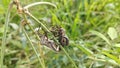 Coreid leaf footed bug climbing on the creeping weed plant. Royalty Free Stock Photo