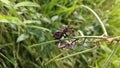 Coreid leaf footed bug climbing on the creeping weed plant. Royalty Free Stock Photo