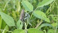 Coreid leaf footed bug climbing on the creeping weed plant. Royalty Free Stock Photo