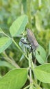 Coreid leaf footed bug climbing on the creeping weed plant. Royalty Free Stock Photo