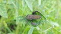 Coreid leaf footed bug climbing on the creeping weed plant. Royalty Free Stock Photo